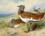 Great Bustards - 阿奇博尔德·索伯恩